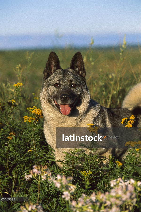 Cazador de Alces Noruego (Canis familiaris) en un campo