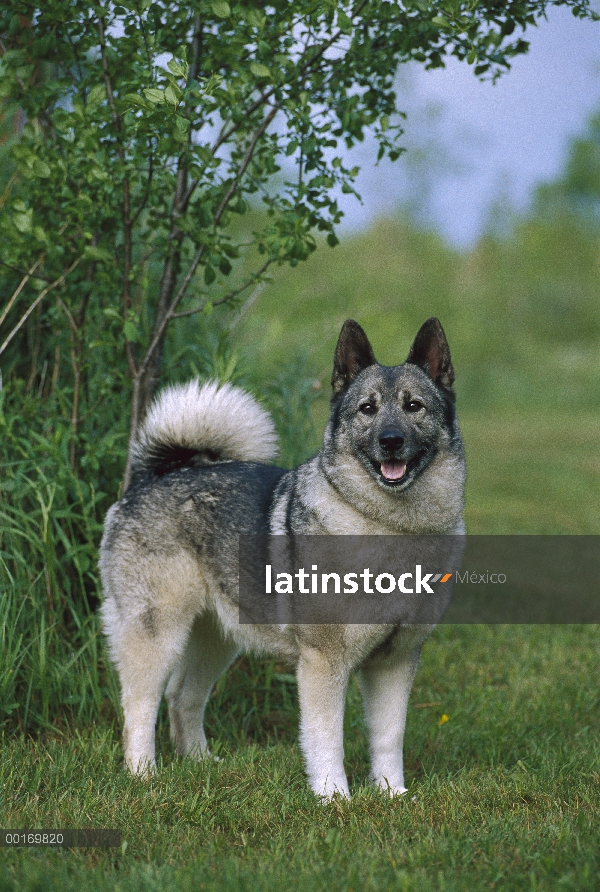 Retrato de Norwegian Elkhound (Canis familiaris)