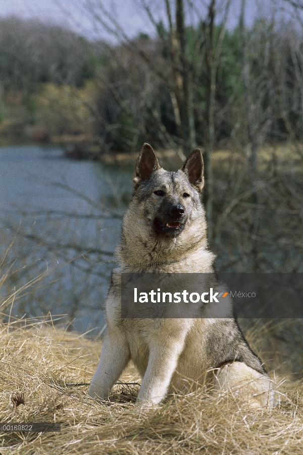 Cazador de Alces Noruego (Canis familiaris) sentado al lado del río