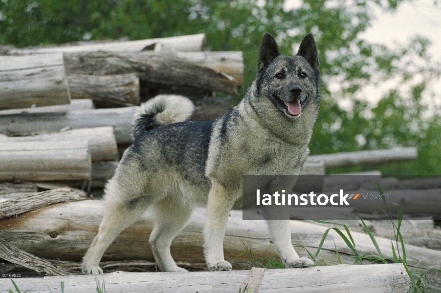 Cazador de Alces Noruego (Canis familiaris) de pie en la cima de la pila de troncos