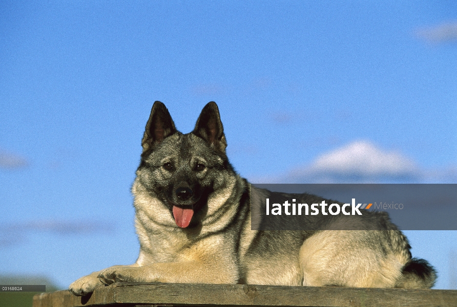 Cazador de Alces Noruego (Canis familiaris) descansando sobre la mesa de picnic