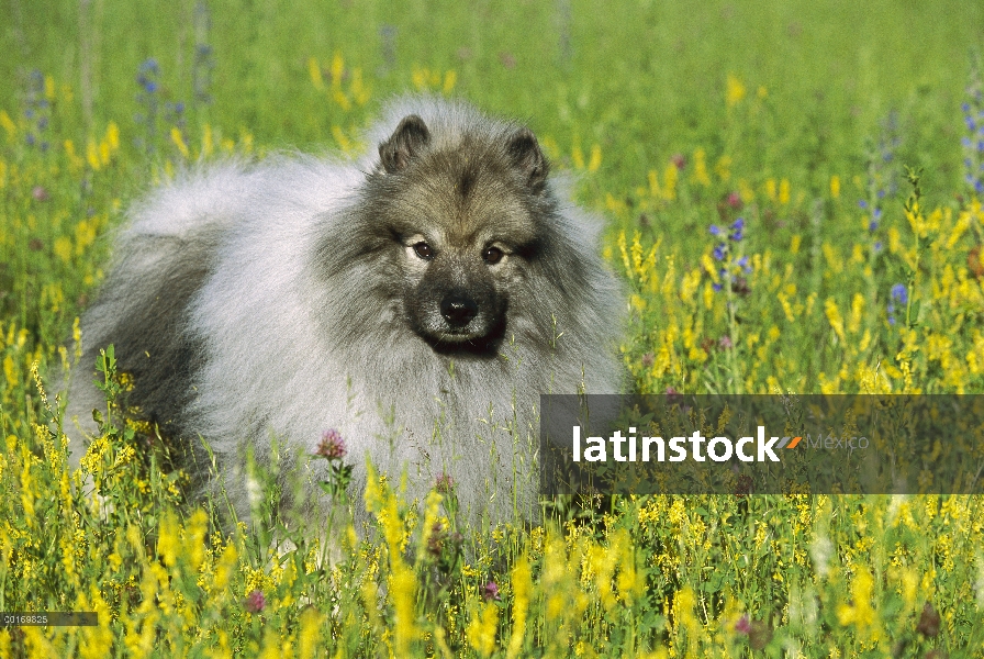 Retrato de Keeshond (Canis familiaris) en un campo de flores silvestres