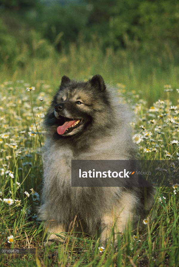 Keeshond (Canis familiaris) en un campo de flores silvestres