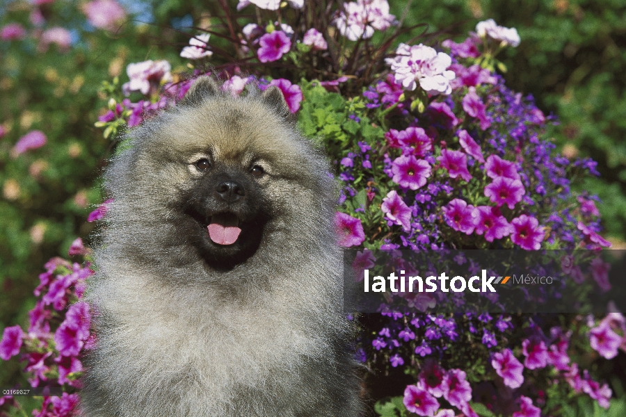 Retrato de Keeshond (Canis familiaris) en jardín delante petunias