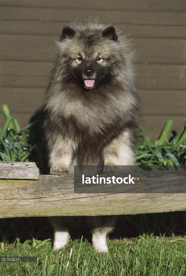 Keeshond (Canis familiaris) en cerca de