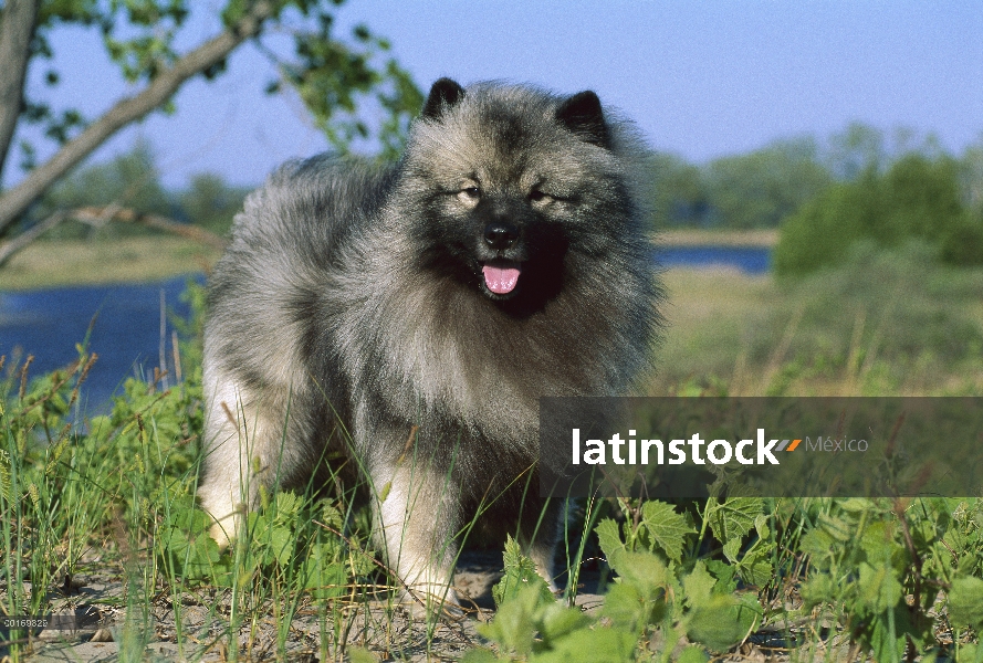 Keeshond (Canis familiaris) de pie, retrato