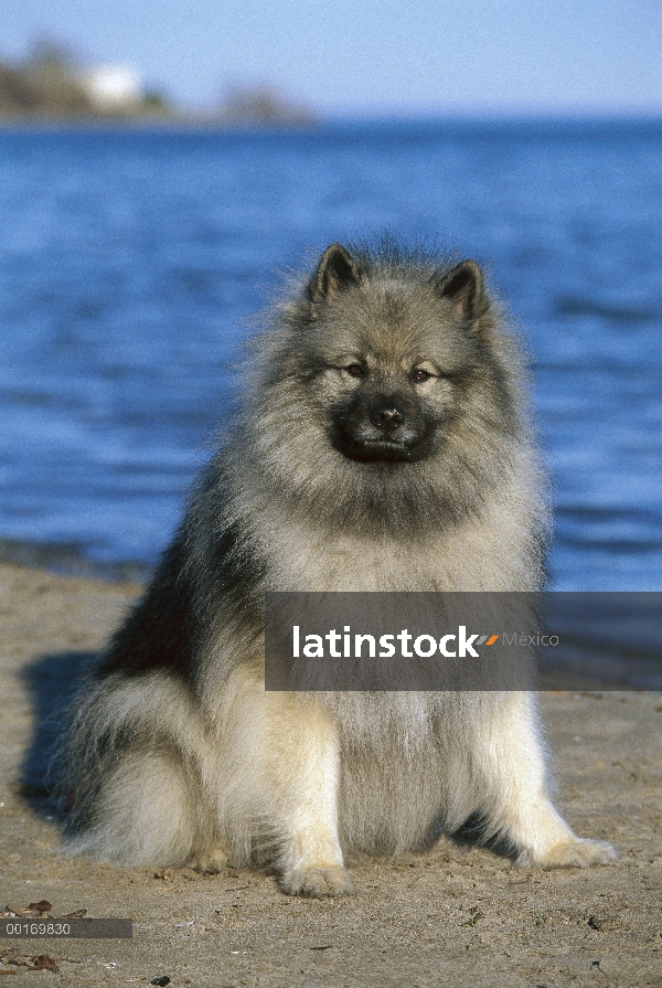 Keeshond (Canis familiaris) sentado en la playa