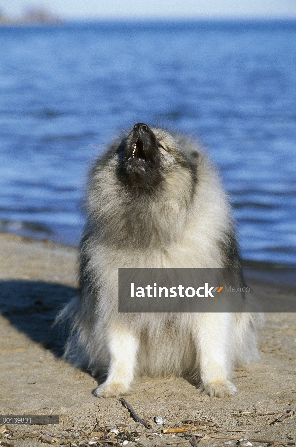 Keeshond (Canis familiaris) aullando