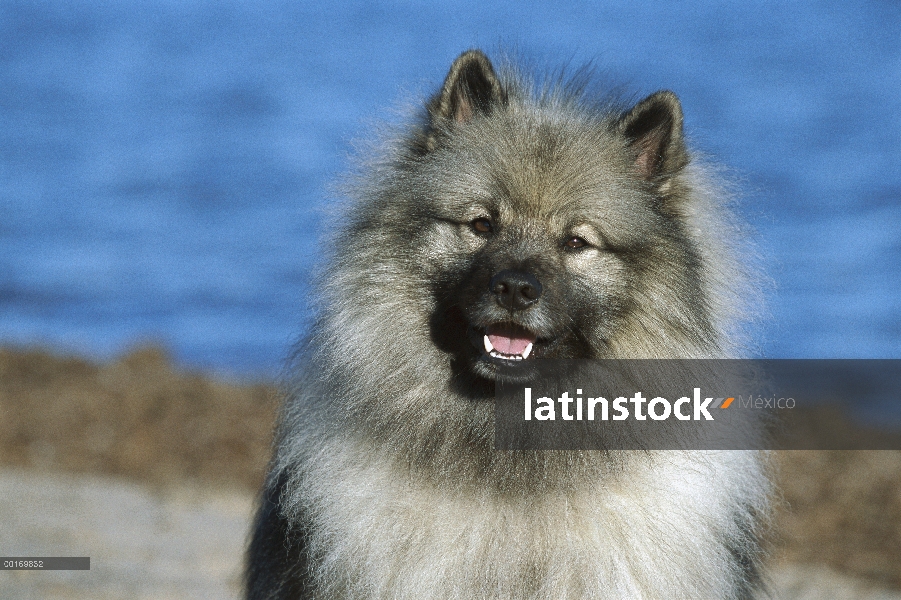 Retrato de Keeshond (Canis familiaris)