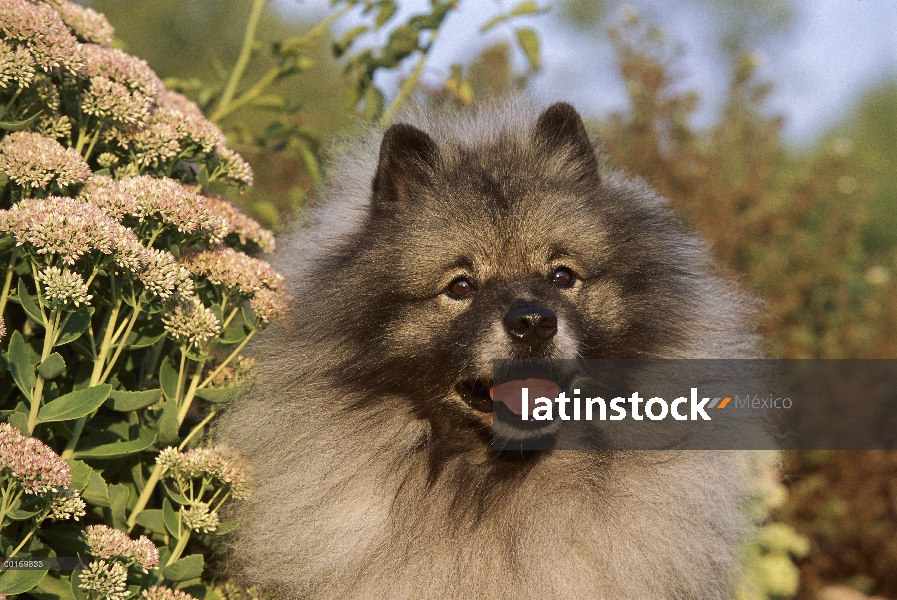 Retrato de Keeshond (Canis familiaris)