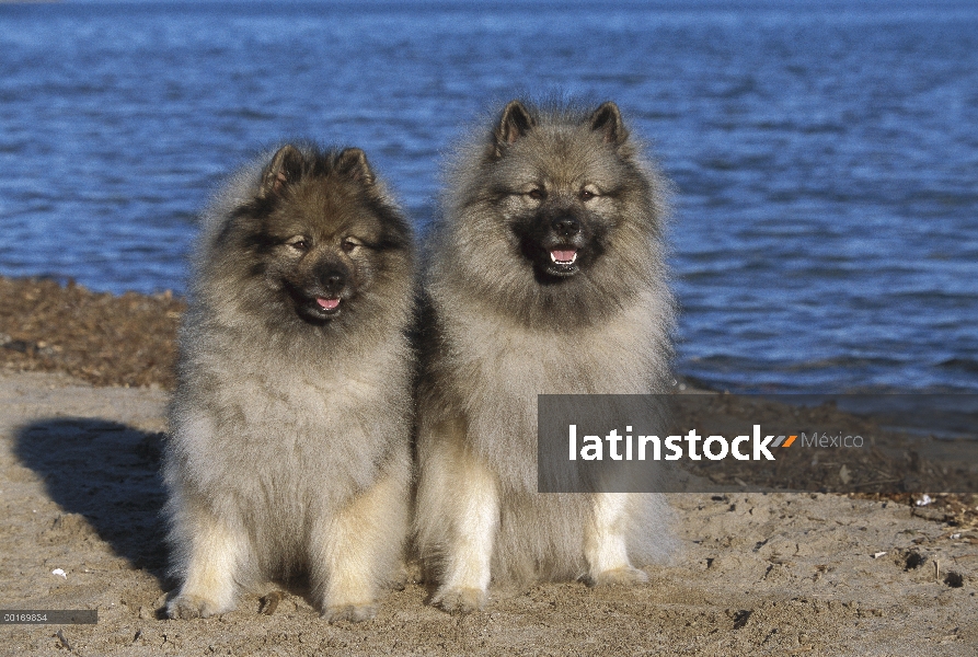 Par de Keeshond (Canis familiaris) sentado en la playa