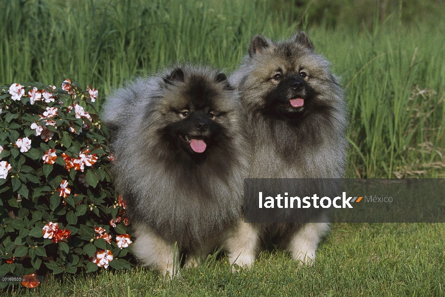 Par de Keeshond (Canis familiaris) en jardín