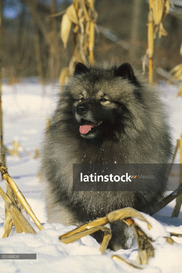 Retrato de Keeshond (Canis familiaris) en la nieve