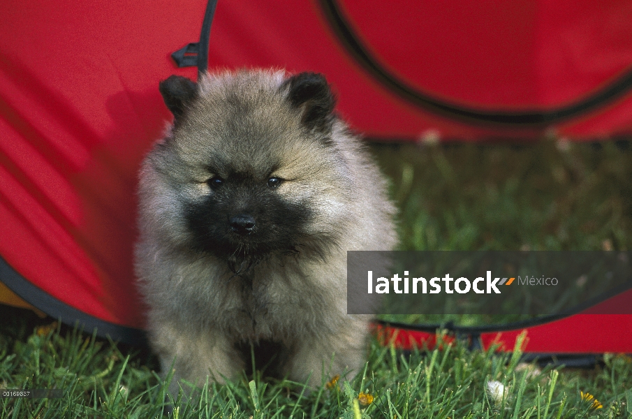 Cachorros Keeshond (Canis familiaris) en la estructura del juego