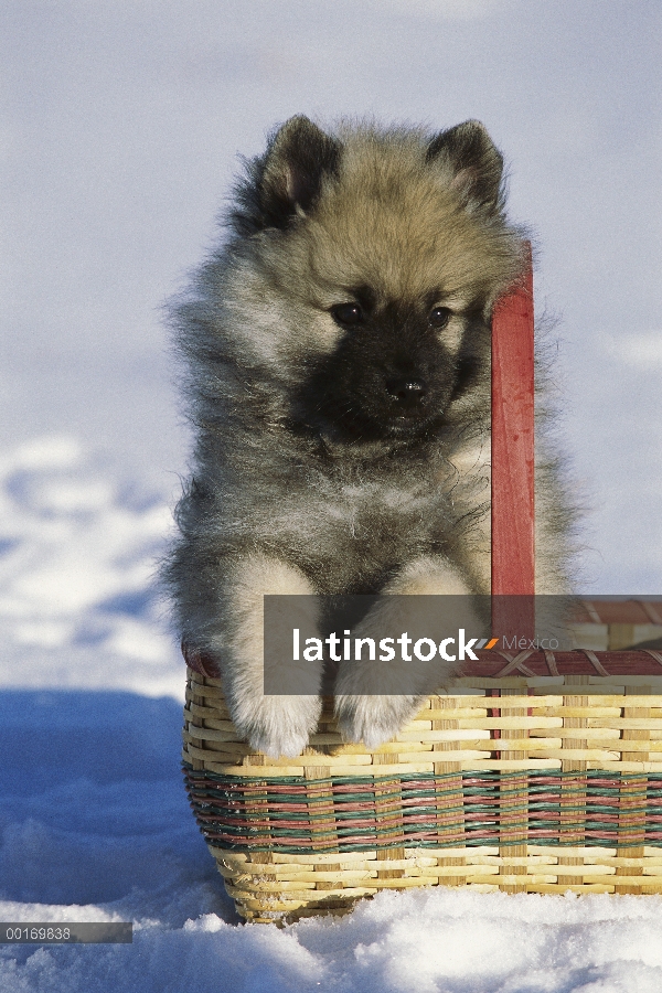 Cachorros Keeshond (Canis familiaris) en una cesta en la nieve