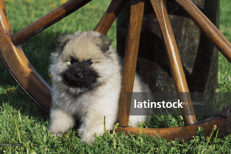 Keeshond (Canis familiaris) cachorro y carro rueda