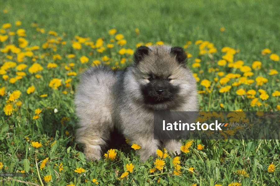 Cachorros Keeshond (Canis familiaris) en un campo de diente de León