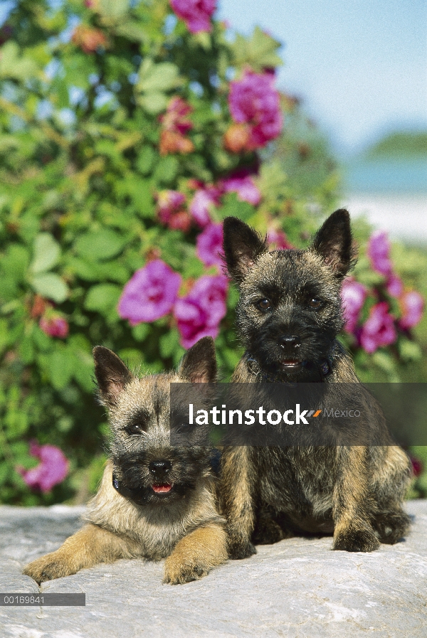 Cairn Terrier (Canis familiaris) retratos de dos cachorros