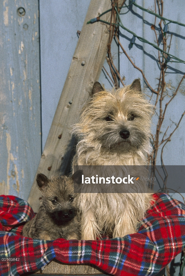 Cairn Terrier (Canis familiaris) retrato de la madre y cachorro