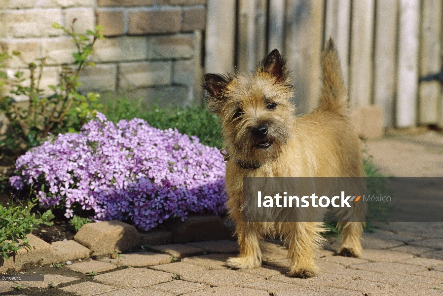 Cachorros Cairn Terrier (Canis familiaris) en la trayectoria del jardín