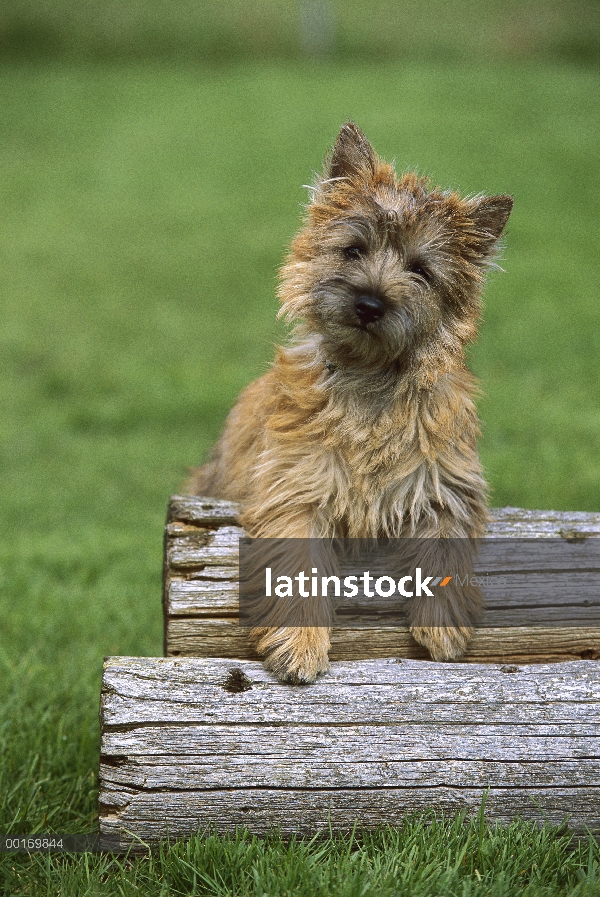 Cachorros Cairn Terrier (Canis familiaris) apoyándose en los registros