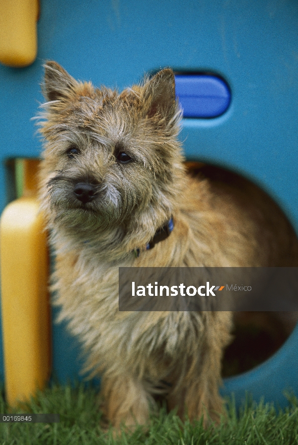 Cachorros Cairn Terrier (Canis familiaris) en la estructura del juego