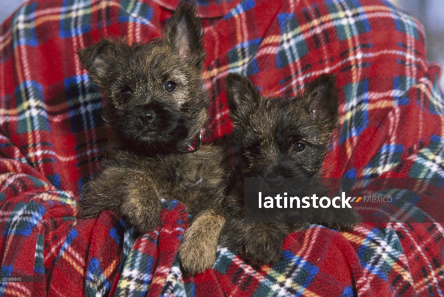 Par de cachorros Cairn Terrier (Canis familiaris) en manta