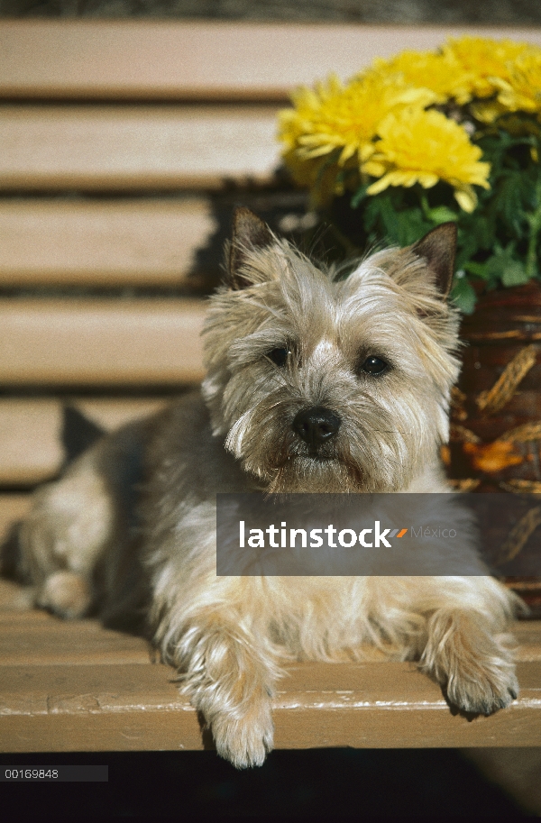 Cairn Terrier (Canis familiaris) descansando en la cubierta