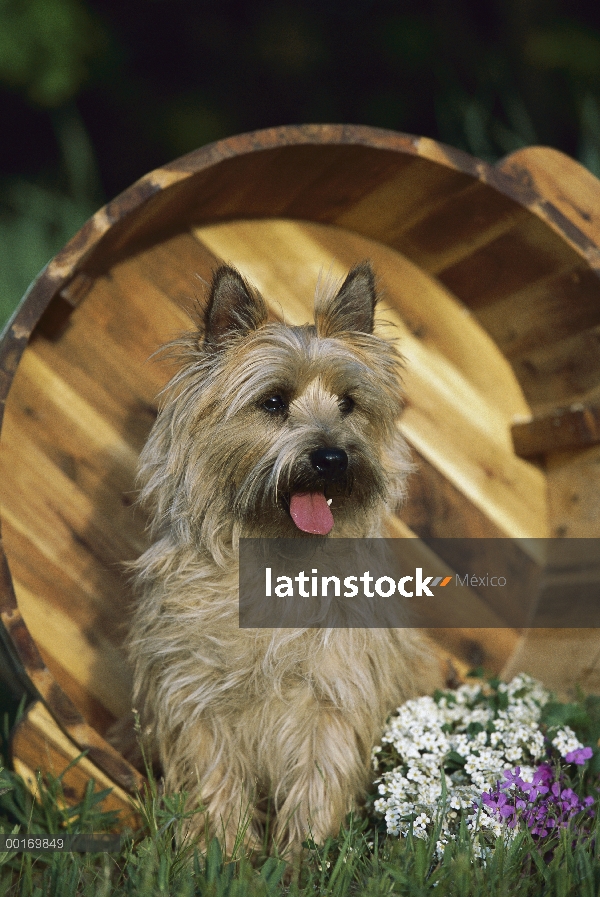 Cairn Terrier (Canis familiaris) en balde sobre-dado vuelta