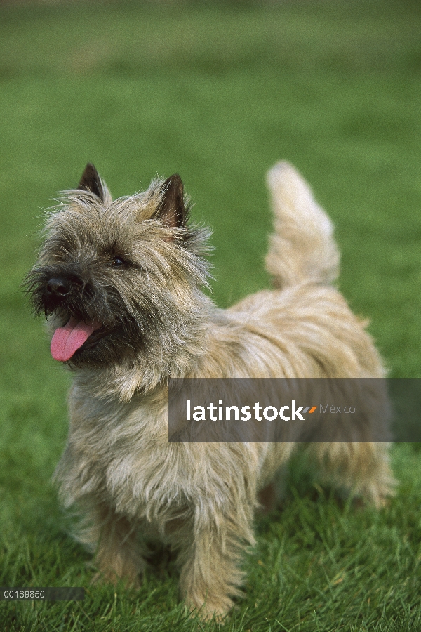 Retrato de Cairn Terrier (Canis familiaris) en césped