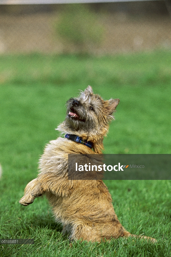 Cairn Terrier (Canis familiaris) sentado