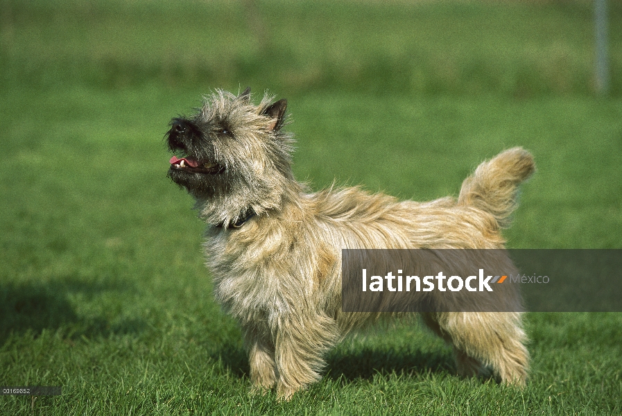 Perfil de Terrier de Cairn (Canis familiaris) en césped