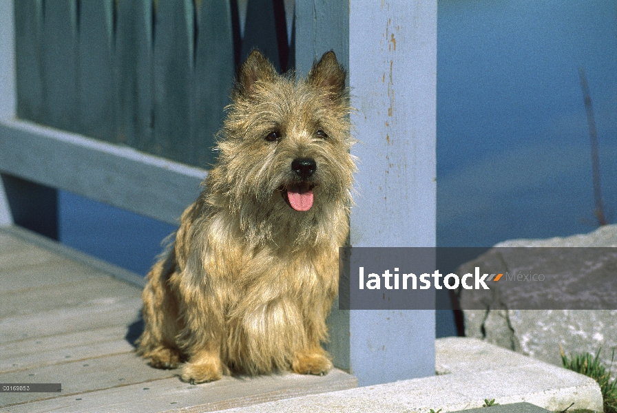 Cairn Terrier (Canis familiaris) en la cubierta