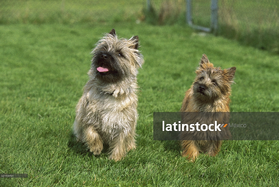 Cachorro y madre de Cairn Terrier (Canis familiaris)