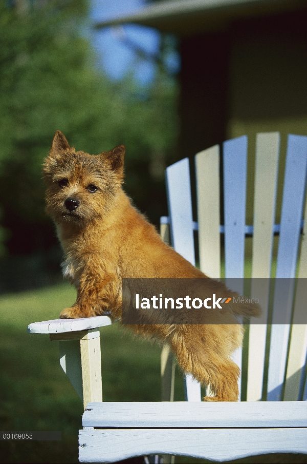 Pie de cachorro Terrier de Norwich (Canis familiaris) en una silla