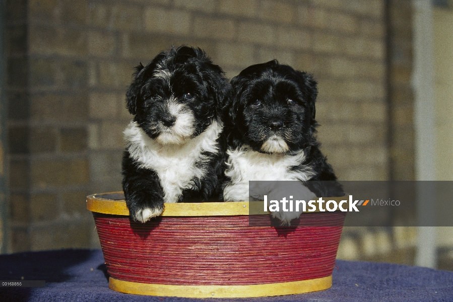 Dos cachorros de perro de agua Portugués (Canis familiaris) en una cesta