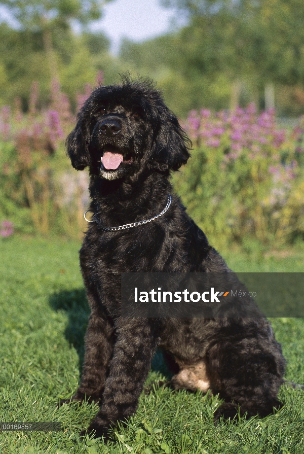 Retrato de perro de agua Portugués (Canis familiaris) lateral Vista