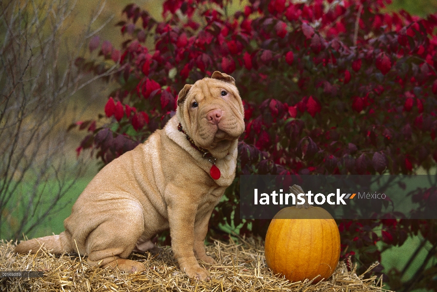 Shar Pei (Canis familiaris) sentado junto a la calabaza en el otoño