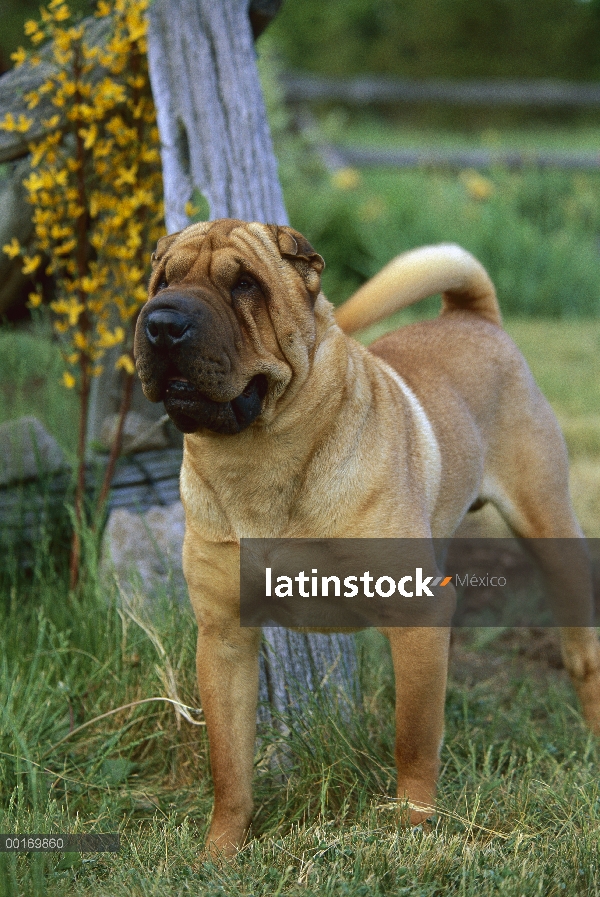 Pie adulto de Shar Pei (Canis familiaris) retrato