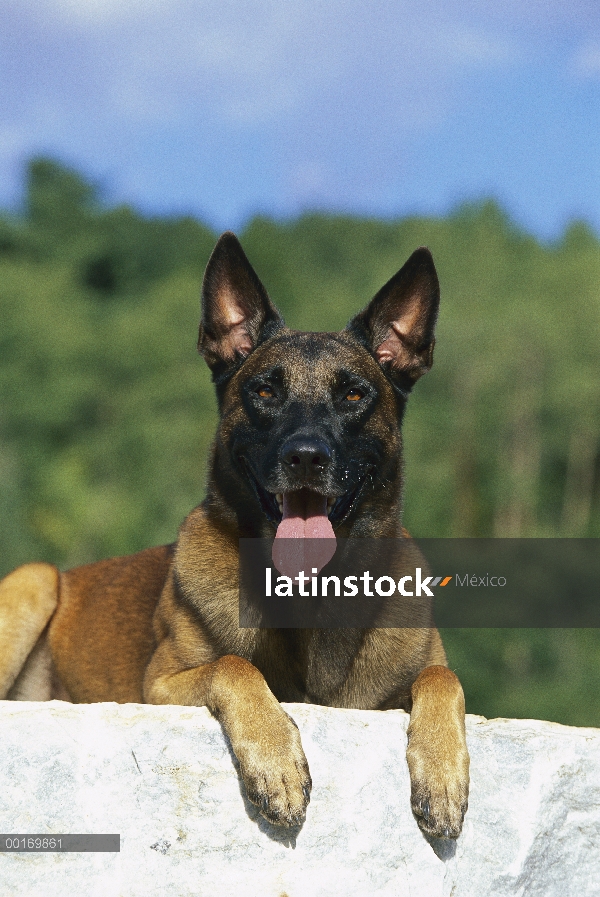 Pastor belga Malinois (Canis familiaris) jadeando, retrato