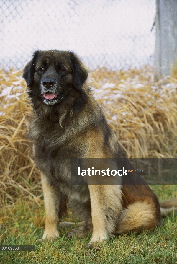 Leonberger (Canis familiaris) sentado en la hierba