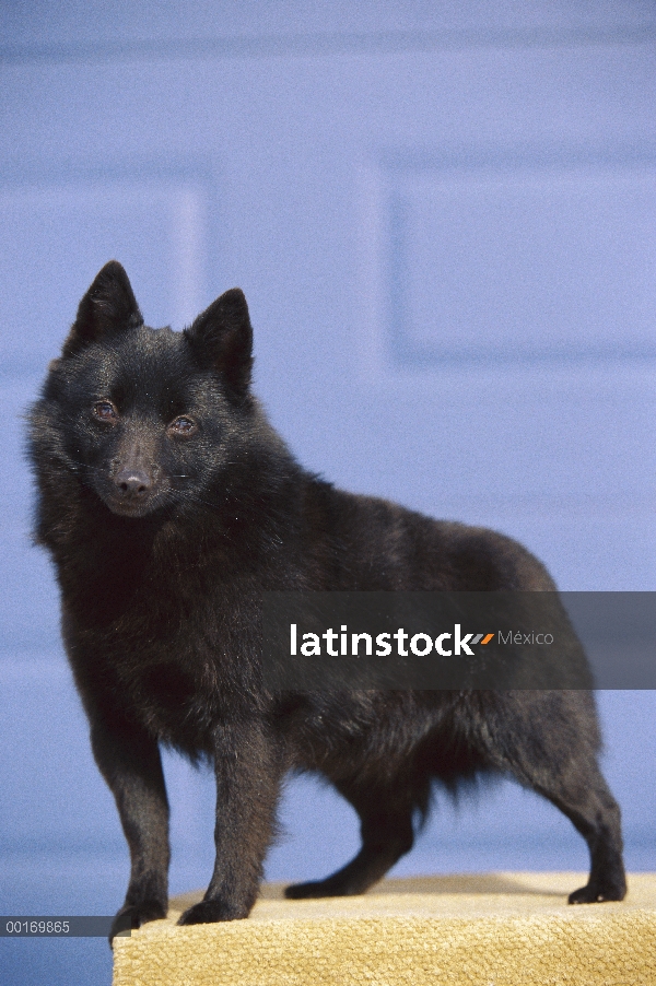 Permanente adultos Schipperke (Canis familiaris) en pedastal