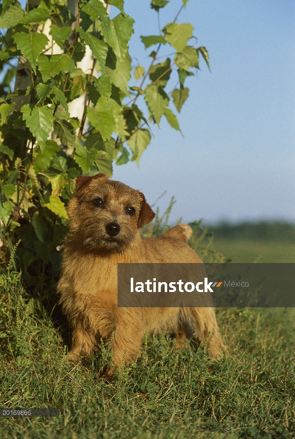 Norfolk Terrier (Canis familiaris) retrato de pie junto a bush