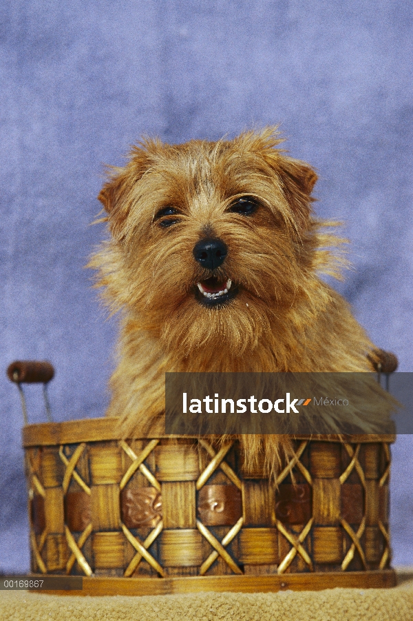 Retrato de Norfolk Terrier (Canis familiaris) en la cesta