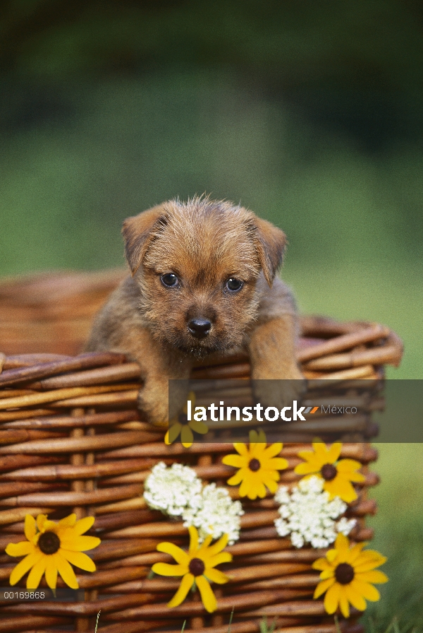 Cachorro Norfolk Terrier (Canis familiaris) en la cesta