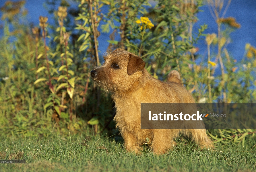 Retrato de Norfolk Terrier (Canis familiaris) en césped