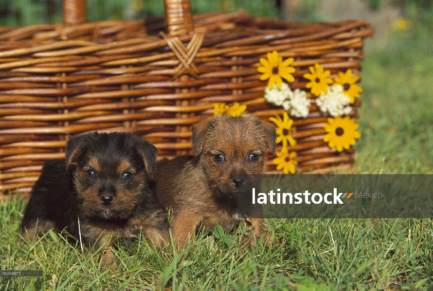 Par de cachorros de Norfolk Terrier (Canis familiaris)