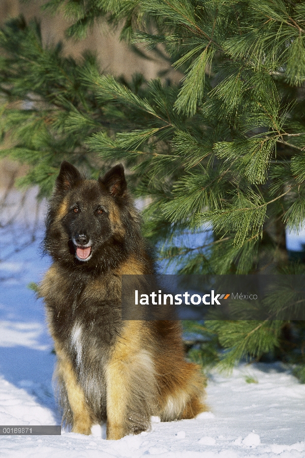 Belga Tervuren (Canis familiaris) adulto sentado en la nieve