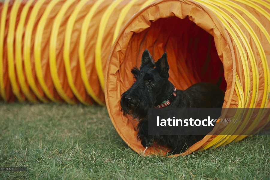 Scottish Terrier (Canis familiaris) en tubo de juego