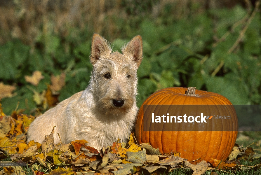 Cachorro Scottish Terrier (Canis familiaris) junto a la calabaza